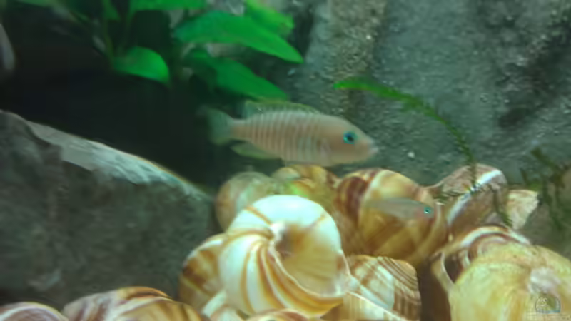 Besatz im Aquarium Neolamprologus multifasciatus Artbecken von Julien Preuß (8)