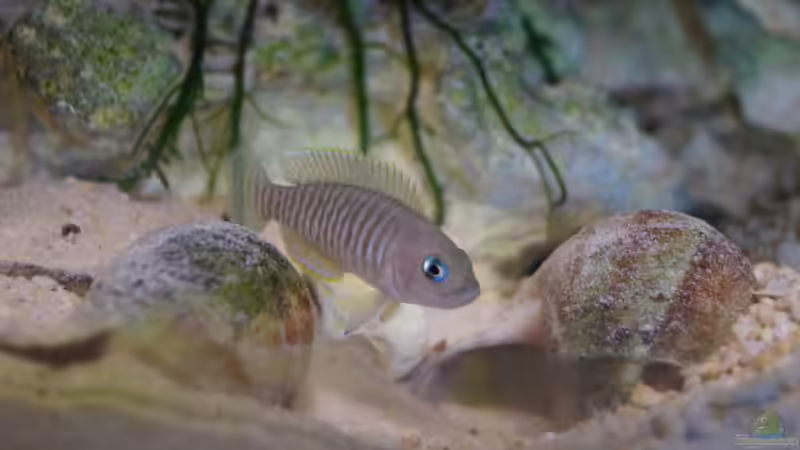 Besatz im Aquarium Neolamprologus Multifasciatus von Raphi (22)