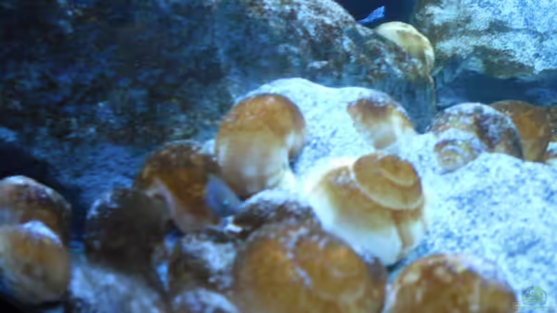 Besatz im Aquarium Neolamprologus multifasciatus von Vision (20)