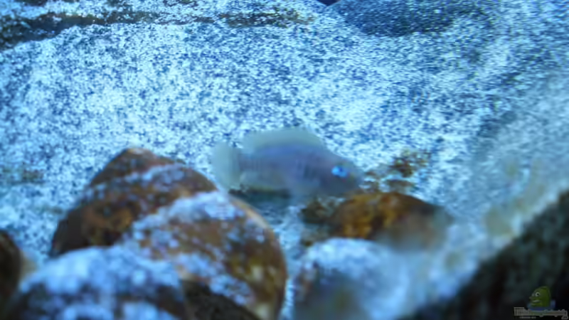 Besatz im Aquarium Neolamprologus multifasciatus von Vision (21)