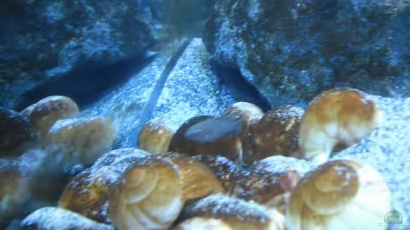 Besatz im Aquarium Neolamprologus multifasciatus von Vision (22)