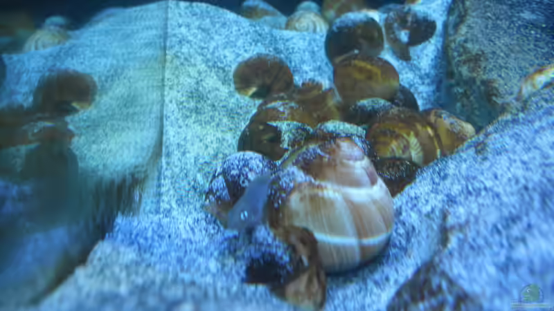 Besatz im Aquarium Neolamprologus multifasciatus von Vision (23)