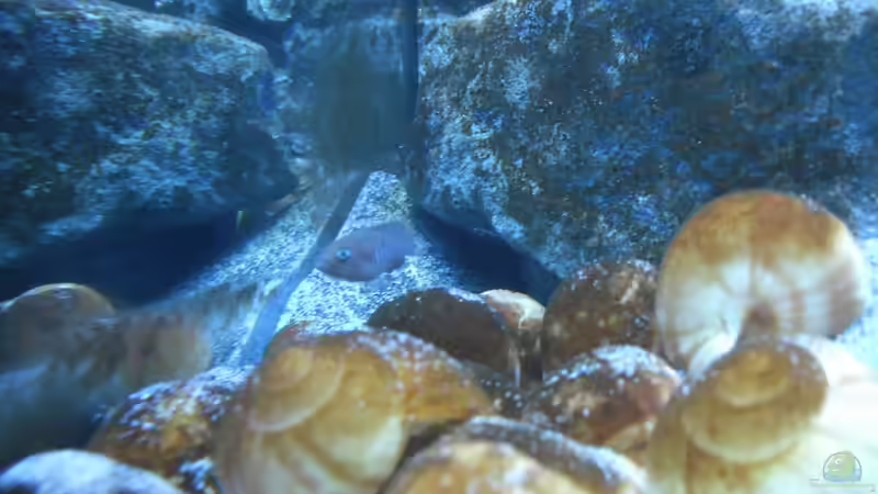 Besatz im Aquarium Neolamprologus multifasciatus von Vision (24)