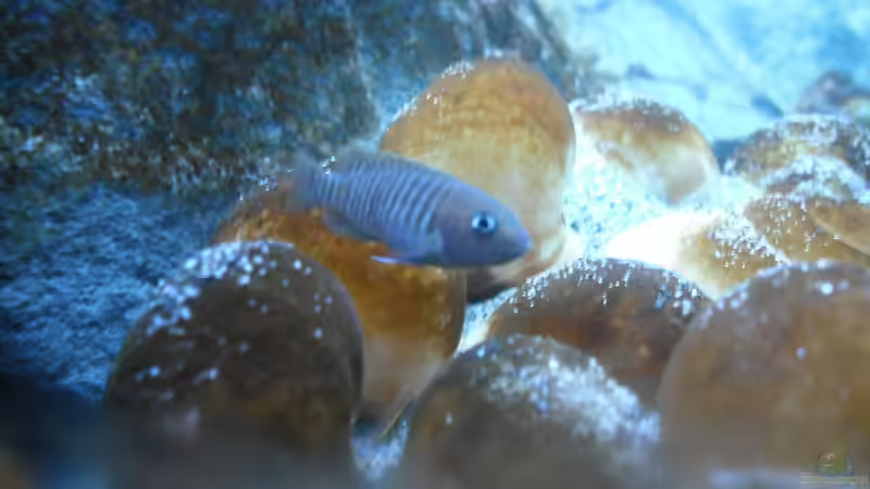 Besatz im Aquarium Neolamprologus multifasciatus von Vision (25)