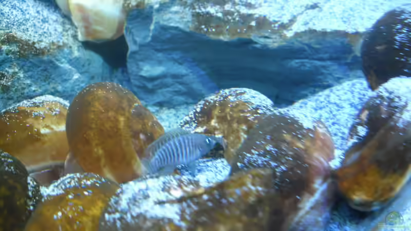 Besatz im Aquarium Neolamprologus multifasciatus von Vision (26)