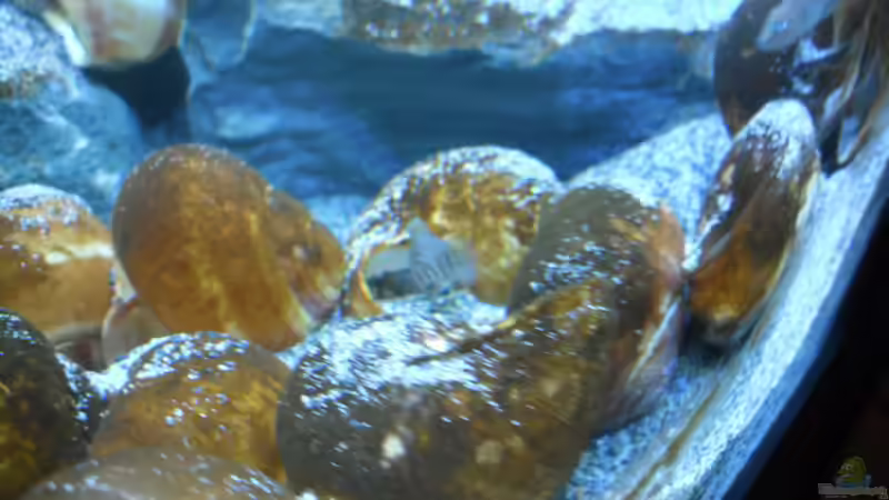 Besatz im Aquarium Neolamprologus multifasciatus von Vision (27)