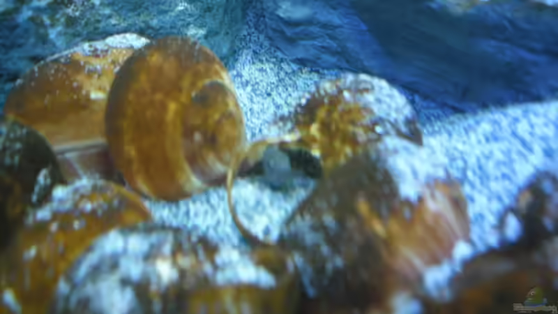 Besatz im Aquarium Neolamprologus multifasciatus von Vision (28)