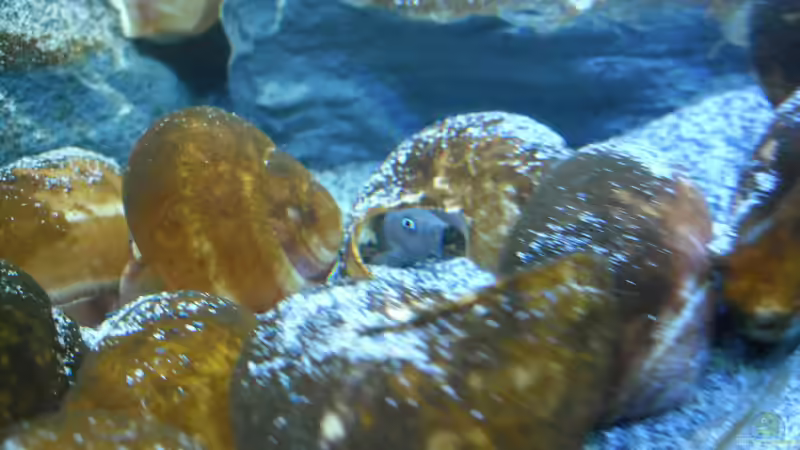 Besatz im Aquarium Neolamprologus multifasciatus von Vision (30)