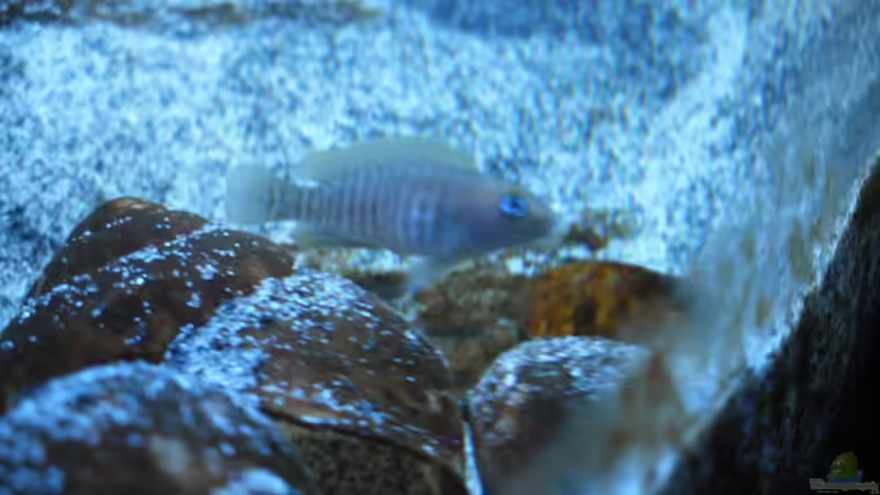 Besatz im Aquarium Neolamprologus multifasciatus von Vision (31)