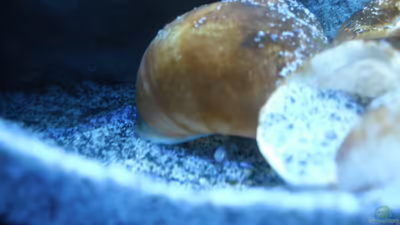 Besatz im Aquarium Neolamprologus multifasciatus von Vision (33)