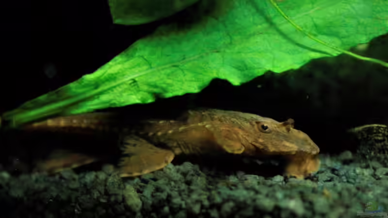 Besatz im Aquarium Neon von Antschi (10)