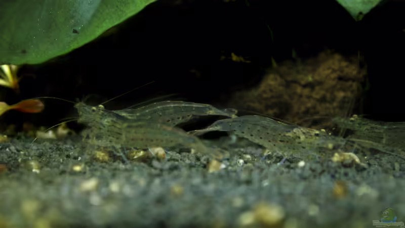 Besatz im Aquarium Neon von Antschi (11)