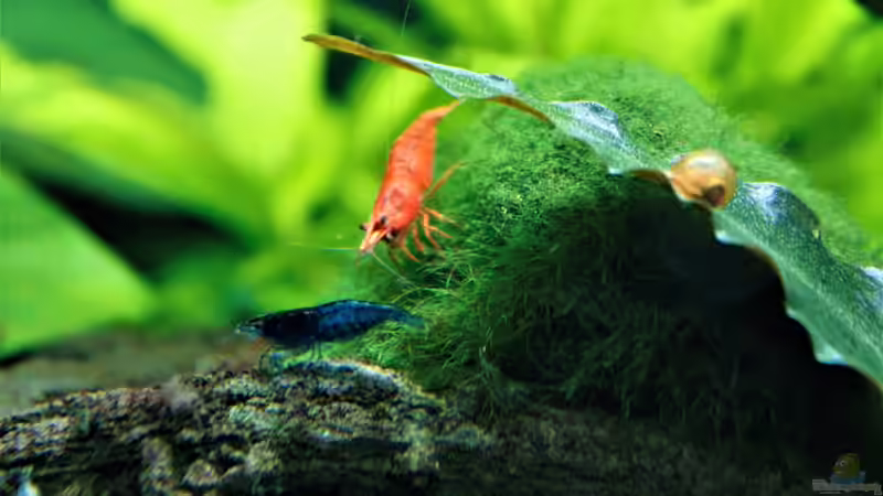 Besatz im Aquarium Neon von Antschi (12)