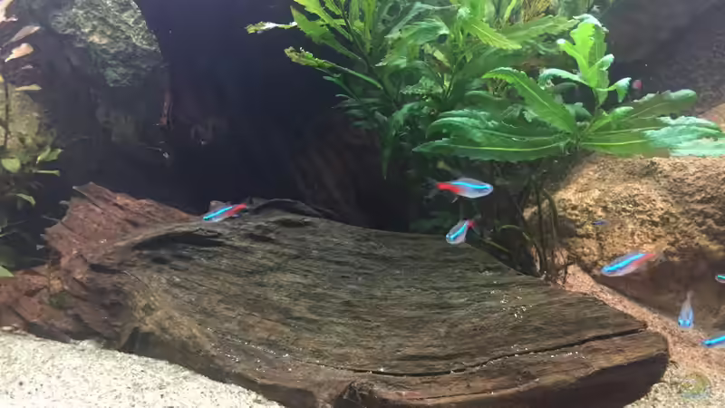 Besatz im Aquarium Neonen von Der Schwede (4)
