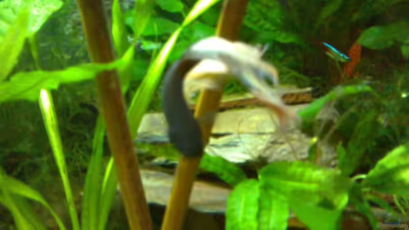 Besatz im Aquarium Neon`s allein Zuhaus von Adi (12)