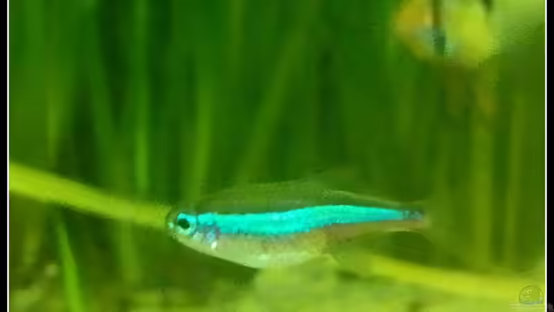 Besatz im Aquarium Neons und Skalare von mariajudyta (3)