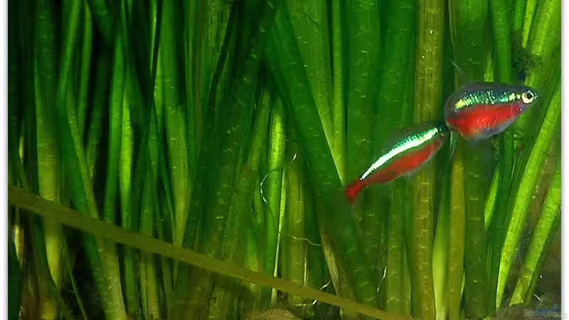 Besatz im Aquarium Neons und Skalare von mariajudyta (4)