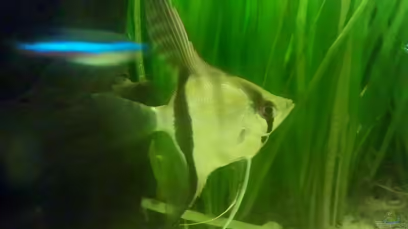 Besatz im Aquarium Neons und Skalare von mariajudyta (6)