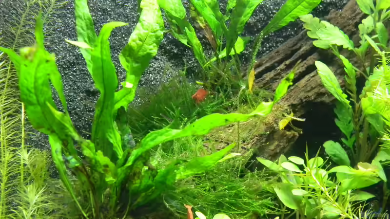 Besatz im Aquarium Neo´s World Nur noch als Beispiel von Alfur (8)