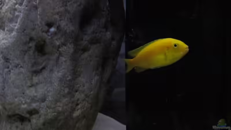 Besatz im Aquarium neue Malawipfütze von Hörnchen (10) (11)