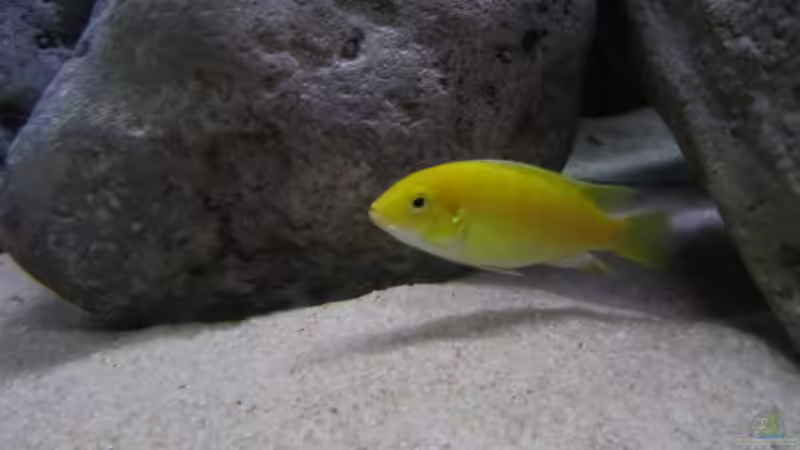 Besatz im Aquarium neue Malawipfütze von Hörnchen (13)