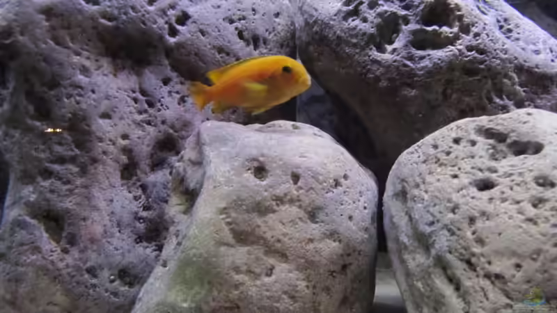 Besatz im Aquarium neue Malawipfütze von Hörnchen (14)