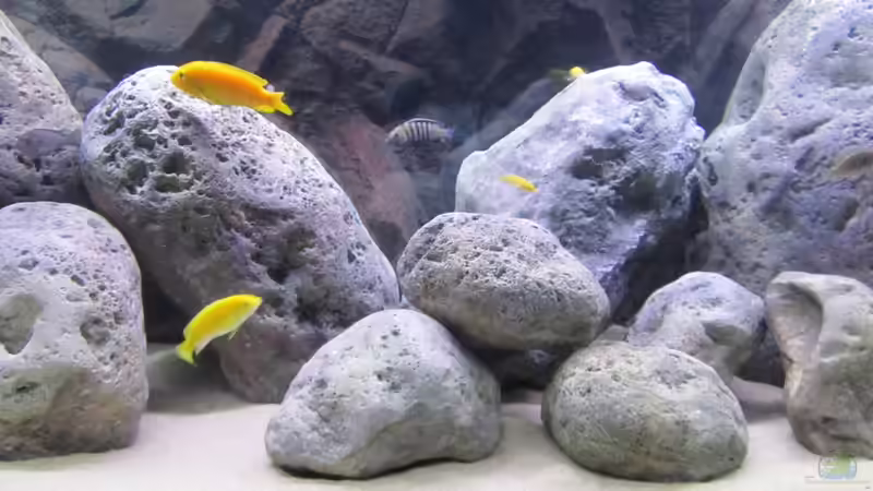 Besatz im Aquarium neue Malawipfütze von Hörnchen (22)