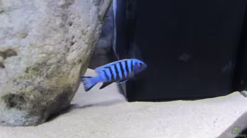 Besatz im Aquarium neue Malawipfütze von Hörnchen (23)