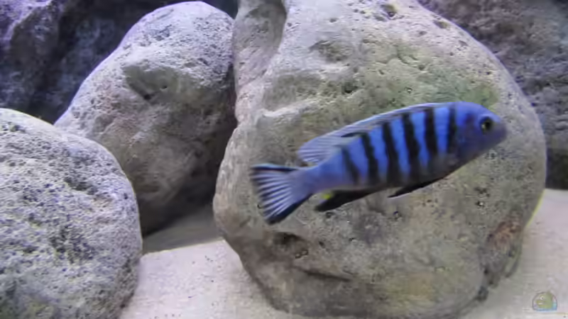 Besatz im Aquarium neue Malawipfütze von Hörnchen (24)