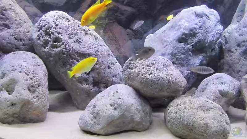 Besatz im Aquarium neue Malawipfütze von Hörnchen (25)