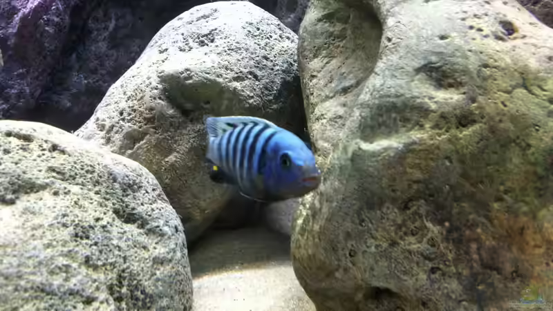 Besatz im Aquarium neue Malawipfütze von Hörnchen (27)