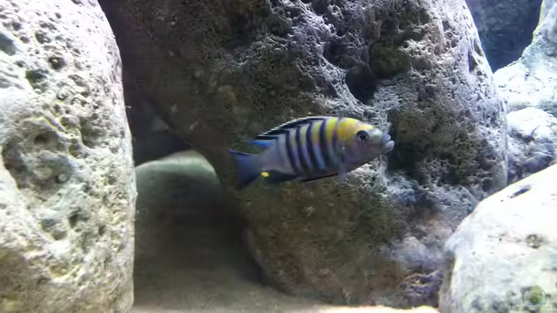 Besatz im Aquarium neue Malawipfütze von Hörnchen (29)