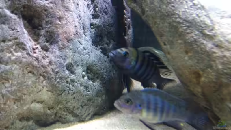 Besatz im Aquarium neue Malawipfütze von Hörnchen (31)