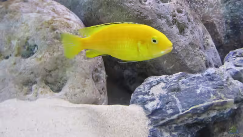 Besatz im Aquarium neue Malawipfütze von Hörnchen (35)