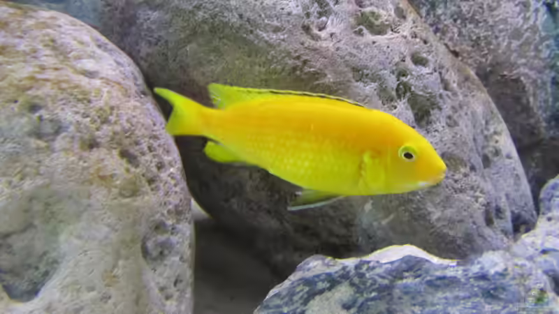 Besatz im Aquarium neue Malawipfütze von Hörnchen (38)