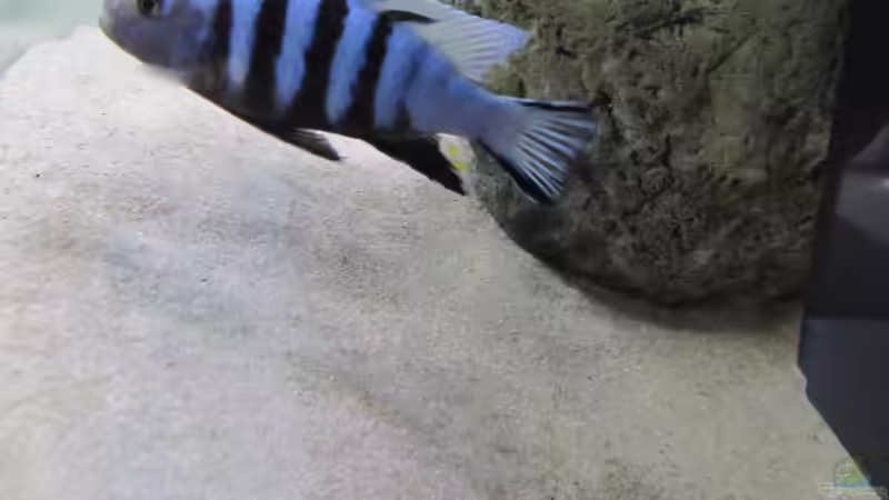 Besatz im Aquarium neue Malawipfütze von Hörnchen (39)