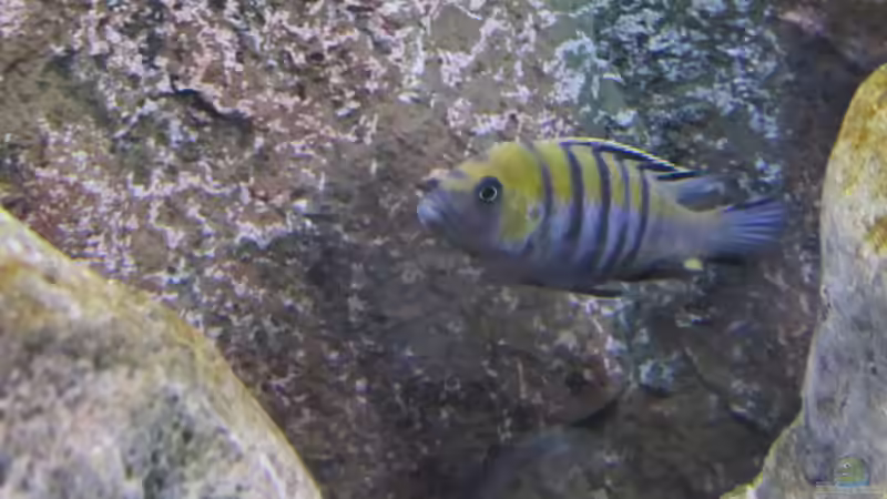 Besatz im Aquarium neue Malawipfütze von Hörnchen (40)