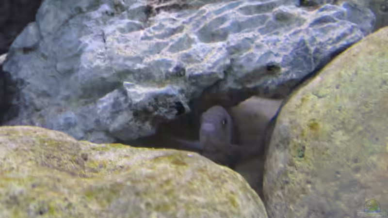 Besatz im Aquarium neue Malawipfütze von Hörnchen (42)