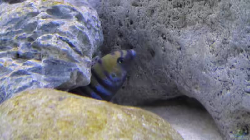 Besatz im Aquarium neue Malawipfütze von Hörnchen (43)