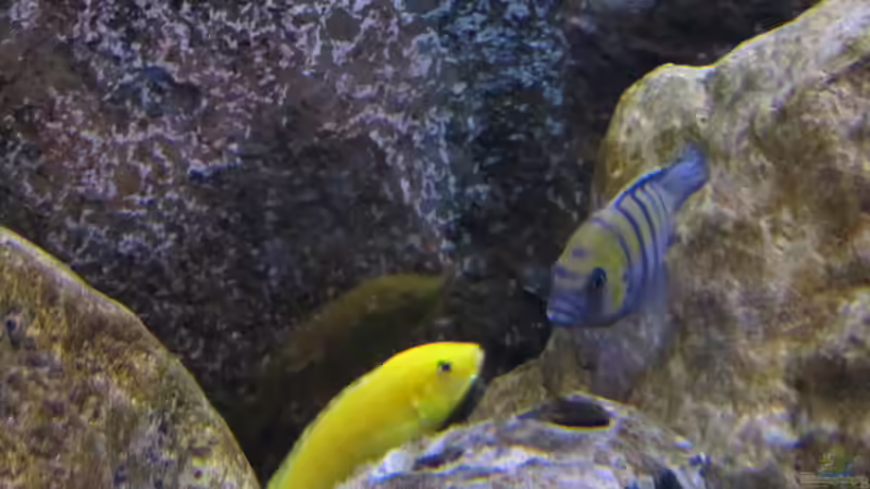 Besatz im Aquarium neue Malawipfütze von Hörnchen (46)