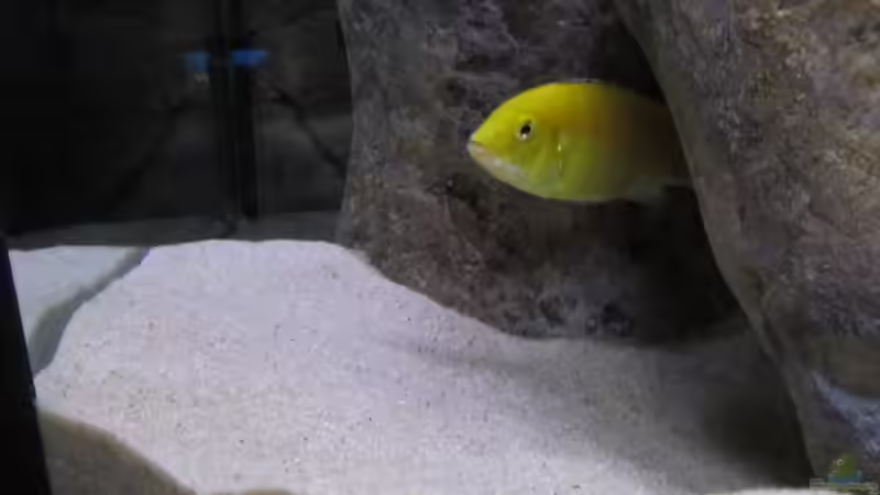 Besatz im Aquarium neue Malawipfütze von Hörnchen (48)