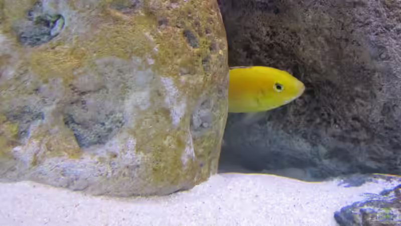 Besatz im Aquarium neue Malawipfütze von Hörnchen (50)