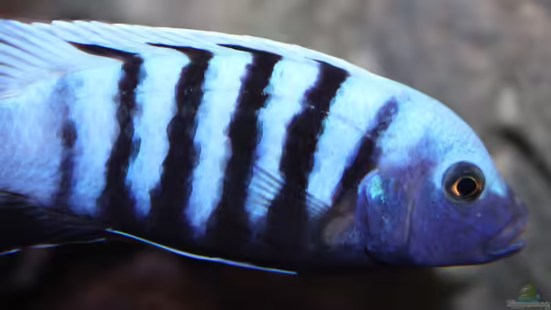 Besatz im Aquarium neue Malawipfütze von Hörnchen (52)