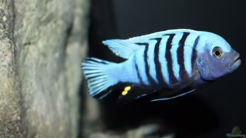 Besatz im Aquarium neue Malawipfütze von Hörnchen (55)