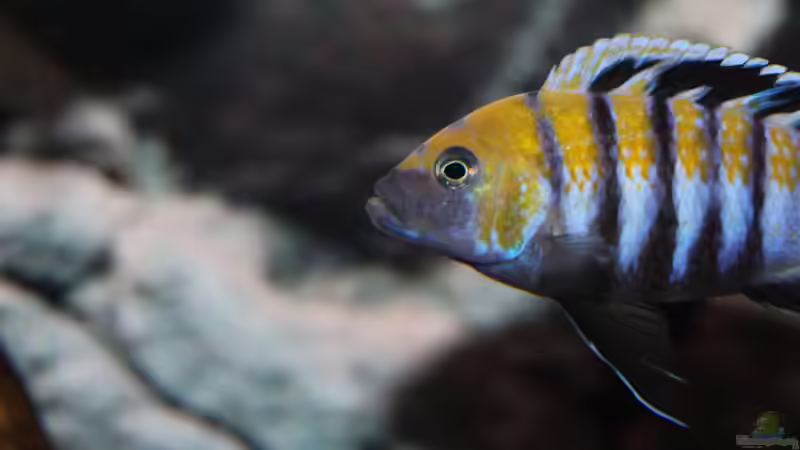 Besatz im Aquarium neue Malawipfütze von Hörnchen (56)