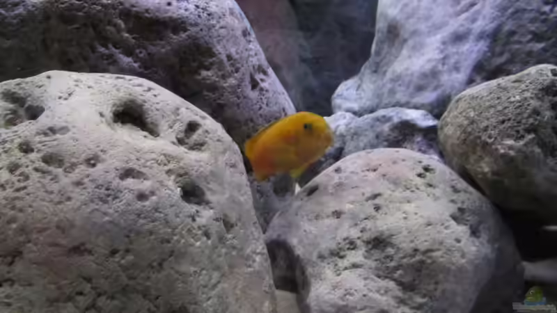 Besatz im Aquarium neue Malawipfütze von Hörnchen (7)