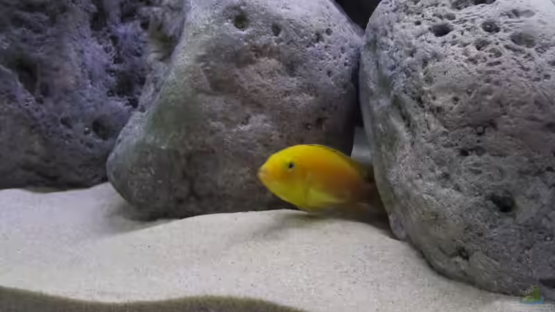 Besatz im Aquarium neue Malawipfütze von Hörnchen (8)