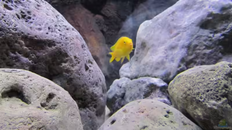 Besatz im Aquarium neue Malawipfütze von Hörnchen (9)