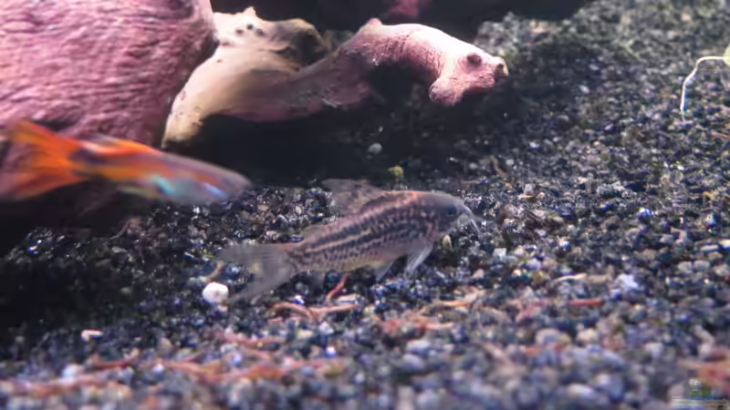 Besatz im Aquarium neueingerichtet von janine wolf (15)