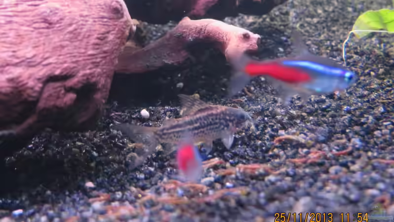 Besatz im Aquarium neueingerichtet von janine wolf (16)